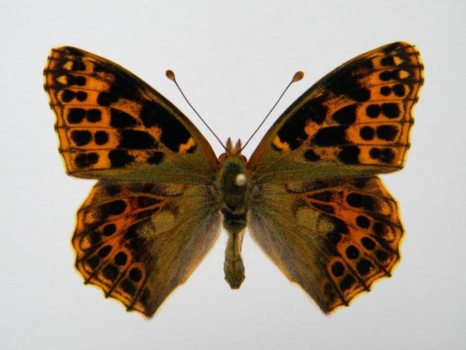 Issoria lathonia abb 4 (Internet Image property of respective owner, non-commercial use only)
